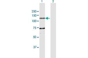 Western Blot analysis of DDHD1 expression in transfected 293T cell line by DDHD1 MaxPab polyclonal antibody. (DDHD1 抗体  (AA 1-872))
