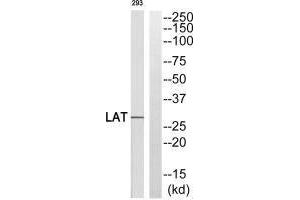 Western blot analysis of extracts from 293 cells, using LAT (Ab-255) antibody. (LAT 抗体  (Tyr255))