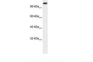 Image no. 1 for anti-Kinesin Family Member 3C (KIF3C) (AA 461-510) antibody (ABIN6736040) (KIF3C 抗体  (AA 461-510))