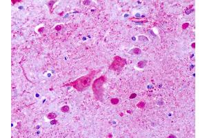 Anti-GPR137 antibody IHC of human brain, cortex, cerebellum. (GPR137 抗体  (Cytoplasmic Domain))