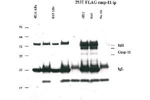 Immunoprecipitation of caspase-11 using anti-caspase-11 mAbs (4E11 and 8A5) . (Caspase 4 抗体)