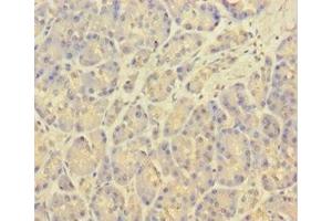 Immunohistochemistry of paraffin-embedded human pancreatic tissue using ABIN7146334 at dilution of 1:100 (KCNMA1 抗体  (AA 1-86))