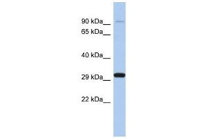 ENDOG antibody used at 1 ug/ml to detect target protein.