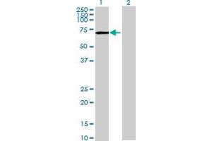 Western Blot analysis of PPWD1 expression in transfected 293T cell line by PPWD1 MaxPab polyclonal antibody. (PPWD1 抗体  (AA 1-646))