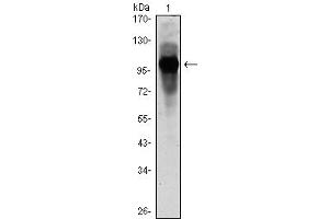 Western Blot showing ARNTL antibody used against ARBTL (AA: 1-310)-hIgGFc transfected HEK293 cell lysate. (ARNTL 抗体)