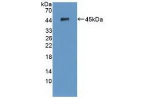 Western Blotting (WB) image for anti-serpin Peptidase Inhibitor, Clade A (Alpha-1 Antiproteinase, Antitrypsin), Member 5 (SERPINA5) (AA 43-406) antibody (ABIN7435505)