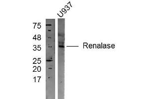 U937 cell lysates probed with Rabbit Anti-Renalase Polyclonal Antibody, Unconjugated  at 1:300 in 4˚C overnight. (RNLS 抗体  (AA 201-300))