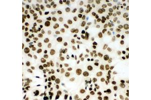 Anti-MCM2 antibody, ICC ICC: HEPA Cell (MCM2 抗体  (C-Term))