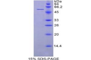 SDS-PAGE analysis of Human HSPA14 Protein. (HSPA14 蛋白)