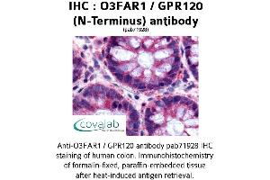 Image no. 1 for anti-omega-3 Fatty Acid Receptor 1 (O3FAR1) (Extracellular Domain), (N-Term) antibody (ABIN1737612) (O3FAR1 抗体  (Extracellular Domain, N-Term))