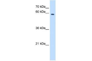 WB Suggested Anti-MPND Antibody Titration:  2. (MPND 抗体  (N-Term))