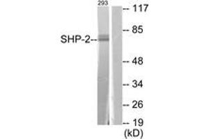 Western Blotting (WB) image for anti-Protein tyrosine Phosphatase, Non-Receptor Type 11 (PTPN11) (AA 546-595) antibody (ABIN2888578) (PTPN11 抗体  (AA 546-595))