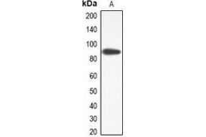 Western blot analysis of TMEM16J expression in RAW264. (ANO9 抗体)