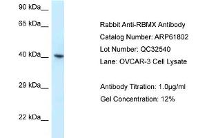 Western Blotting (WB) image for anti-RNA Binding Motif Protein, X-Linked (RBMX) (C-Term) antibody (ABIN2788907) (RBMX 抗体  (C-Term))