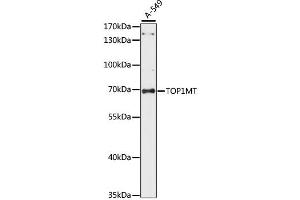 Western blot analysis of extracts of A-549 cells, using TOP1MT antibody. (TOP1MT 抗体)
