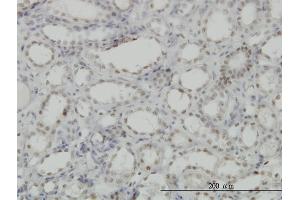 Immunoperoxidase of monoclonal antibody to CDKL1 on formalin-fixed paraffin-embedded human kidney. (CDKL1 抗体  (AA 259-358))
