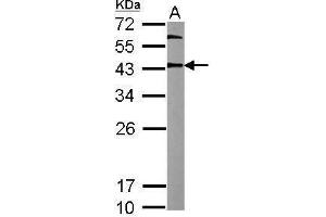 Western Blotting (WB) image for anti-POU Class 5 Homeobox 1 (POU5F1) antibody (ABIN2855068)