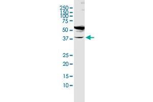 FUT1 MaxPab rabbit polyclonal antibody. (FUT1 抗体  (AA 1-365))