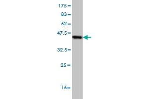 Western Blot detection against Immunogen (35. (RORB 抗体  (AA 136-224))