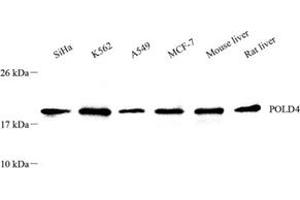 Western blot analysis of POLD4 (ABIN7075131),at dilution of 1: 1000 (POLD4 抗体)