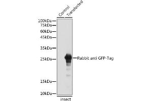 Western blot analysis of extracts of normal Eukaryotic expression of GFP and Eukaryotic expression of GFP transfected with GFP Protein, using Rabbit anti GFP-Tag antibody (ABIN7267512) at 1:5000 dilution. (GFP 抗体)