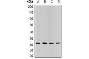 Western blot analysis of P2Y2 expression in HL60 (A), SKOV3 (B), mouse liver (C), mouse heart (D) whole cell lysates. (P2RY2 抗体)