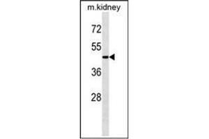 Western blot analysis of ATG4A Antibody  in Mouse kidney tissue lysates (35ug/lane). (ATG4A 抗体  (C-Term))