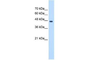 PA2G4 antibody used at 0. (PA2G4 抗体  (C-Term))