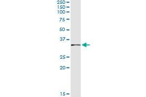 Immunoprecipitation of FBXO6 transfected lysate using anti-FBXO6 monoclonal antibody and Protein A Magnetic Bead , and immunoblotted with FBXO6 MaxPab rabbit polyclonal antibody. (FBXO6 抗体  (AA 1-293))