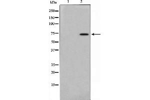 Western blot analysis on mouse brain cell lysate using AKAP10 Antibody. (AKAP10 抗体  (N-Term))