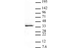 Western Blot: HeLa nuclear extract (20 μg per lane) probed with the Histone H1. (Histone H1.5 抗体  (pSer17))
