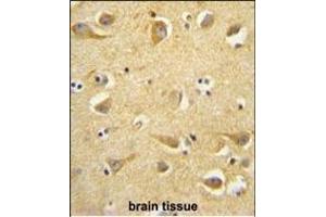 CLTC antibody (Center) (ABIN652092 and ABIN2840545) immunohistochemistry analysis in formalin fixed and paraffin embedded human brain tissue followed by peroxidase conjugation of the secondary antibody and DAB staining. (Clathrin Heavy Chain (CLTC) (AA 1019-1048) 抗体)