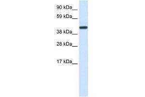 Human Liver; WB Suggested Anti-CNOT2 Antibody Titration: 1. (CNOT2 抗体  (Middle Region))