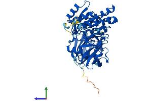 Protein Structure (PS) image for Cleavage and Polyadenylation Factor I Subunit 1 (CLP1) (AA 1-425) protein (His tag) (ABIN7564895)