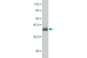 Western Blot detection against Immunogen (36.
