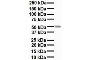 WB Suggested Anti-CHRNA7 antibody Titration: 1 ug/mL Sample Type: Human liver (CHRNA7 抗体  (C-Term))