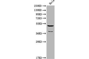 Western Blot Positive WB detected in: Hela whole cell lysate All lanes: Nucb2 antibody at 1:2000 Secondary Goat polyclonal to rabbit IgG at 1/50000 dilution Predicted band size: 51 kDa Observed band size: 51 kDa (NUCB2 抗体  (AA 194-420))