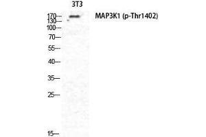Western Blotting (WB) image for anti-Mitogen-Activated Protein Kinase Kinase Kinase 1 (MAP3K1) (pThr1402) antibody (ABIN3182666)