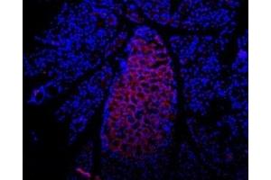 Expression of P2RX7 in rat pancreas - Immunohistochemical staining of rat pancreas  frozen section using Anti-P2X7 Receptor (extracellular) Antibody (ABIN7043578, ABIN7045080 and ABIN7045081), (1:100), followed by mouse anti-rabbit-AlexaFluor-594 secondary antibody (red). (P2RX7 抗体  (Extracellular))