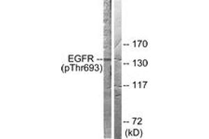 Western blot analysis of extracts from A431 cells, using EGFR (Phospho-Thr693) Antibody. (EGFR 抗体  (pThr693))