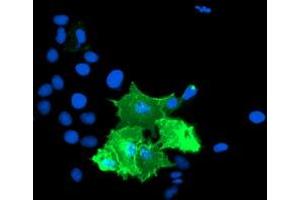 Anti-TULP3 mouse monoclonal antibody (ABIN2455454) immunofluorescent staining of COS7 cells transiently transfected by pCMV6-ENTRY TULP3 (RC207595). (TULP3 抗体)