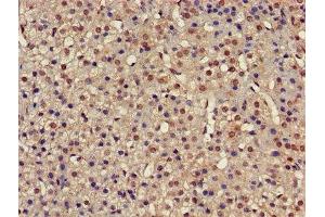 IHC image of ABIN7142234 diluted at 1:500 and staining in paraffin-embedded human adrenal gland tissue performed on a Leica BondTM system. (PSMC4 抗体  (Regulatory Subunit 6B))