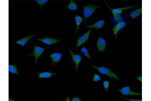 Immunofluorescence of purified MaxPab antibody to LETM1 on HeLa cell. (LETM1 抗体  (AA 1-739))