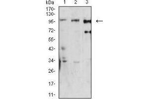Western blot analysis using Dynamin-2 mouse mAb against U251 (1), Hela (2), and K562 (3) cell lysate. (DNM2 抗体  (AA 520-744))