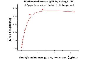 IgG Fc (AA 99-330) (Active) protein (AVI tag,Biotin)