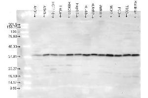 p38, human Cell lines (MAPK14 抗体)