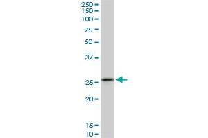 Western Blotting (WB) image for anti-Calpain, Small Subunit 1 (CAPNS1) (AA 172-260) antibody (ABIN598500) (Calpain S1 抗体  (AA 172-260))