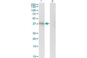 Western Blot analysis of EDG1 expression in transfected 293T cell line by EDG1 monoclonal antibody (M01), clone 2E12. (S1PR1 抗体  (AA 1-47))