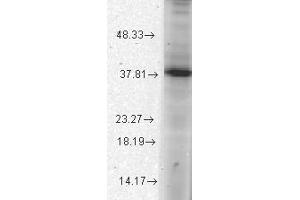 Thorase/Atad1 Western Blot. (ATAD1 抗体)