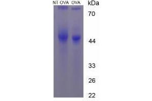 Image no. 2 for Nitrotyrosine protein (Ovalbumin) (ABIN1880116) (Nitrotyrosine Protein (Ovalbumin))